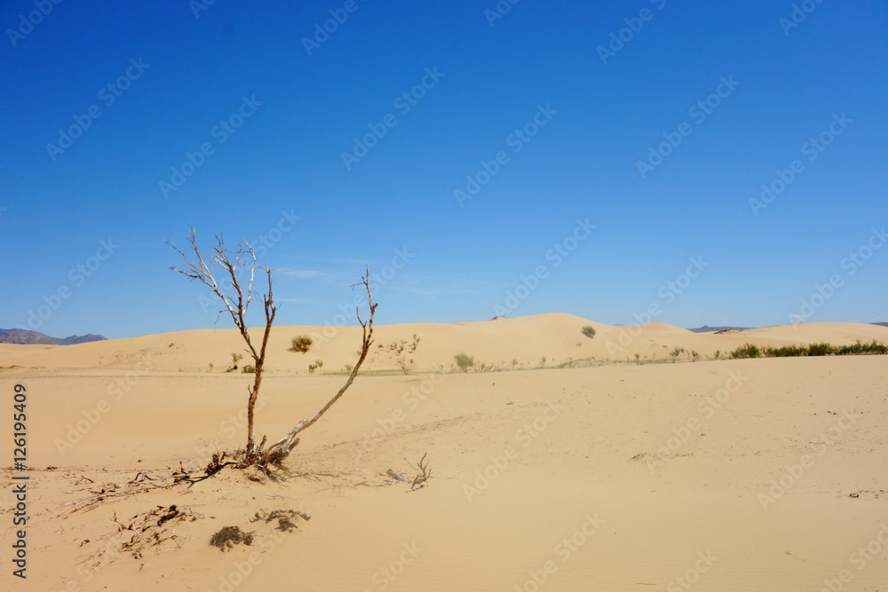 dead tree on the desert at morocco