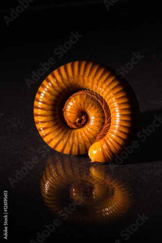 Macro of orange and brown millipede on glass with reflection, Millipede coiled, Disambiguation, Low key photo.