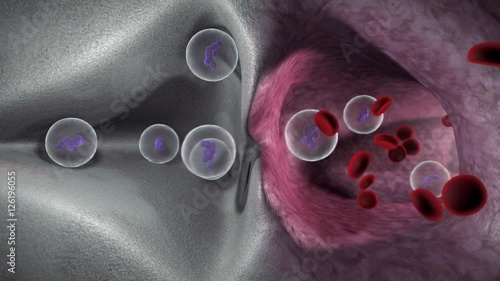 3d animation showing Neutrophils leaving the bone marrow and entering the blood vessels. photo