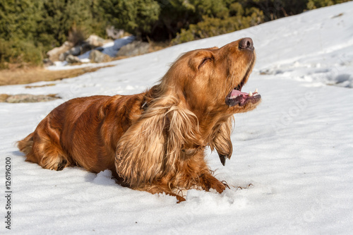 Fototapeta Naklejka Na Ścianę i Meble -  spaniel barking in the snow