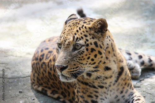 Leopard. Close-up of face and torso of beautiful spotted leopard. photo