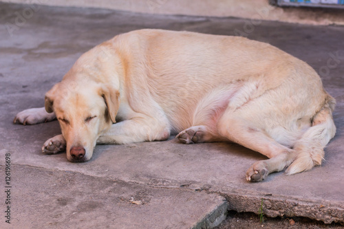 Thai white stray dog sleeping