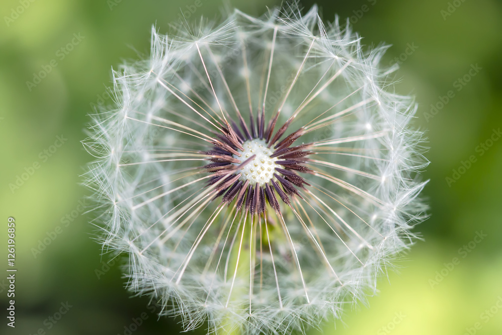Fototapeta premium Dandelion in the garden