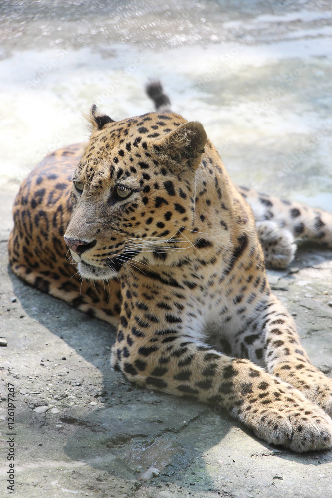 Obraz premium Portrait of a Panther. Close-up of face and torso of beautiful spotted Panther.