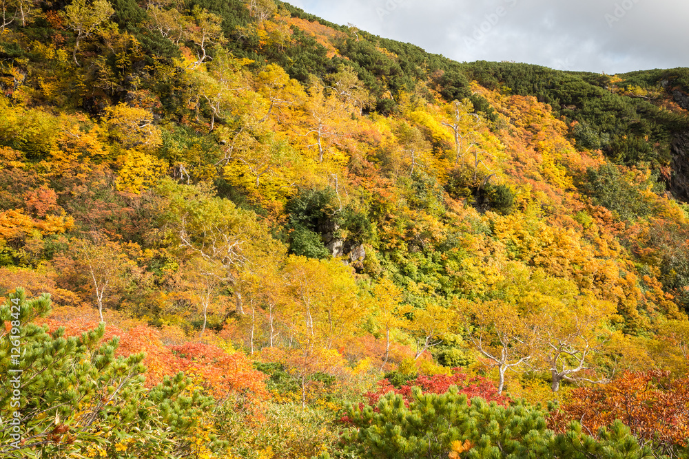 Hillside in autumn colors, Daisetsuzan National Park, Hokkaido,
