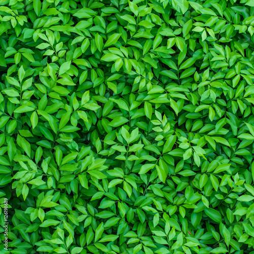 The surface of green leaf for background