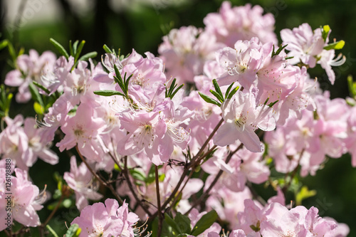 rhododendron in spring