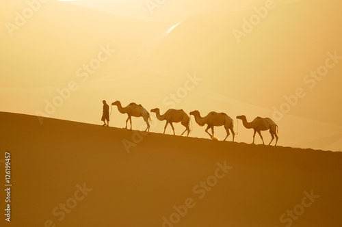 camel  camel and cameleer at sunset