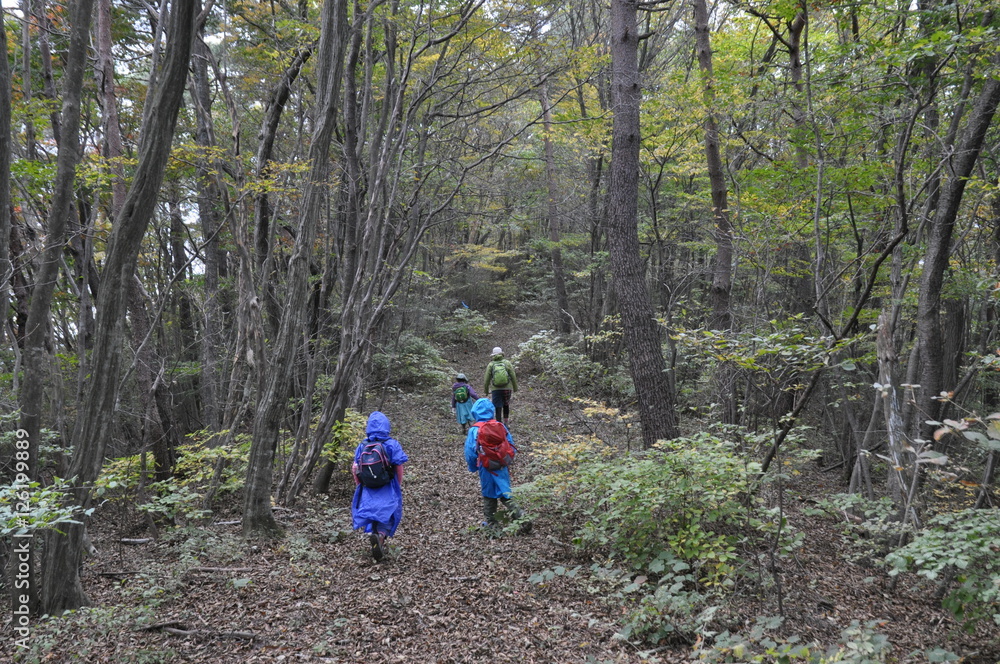 山歩きを楽しむ子ども達　家族　親子　森のなか　秋　遠足