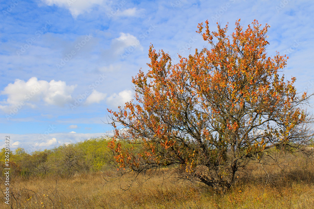 Alone apricot tree against blue sky on autumn