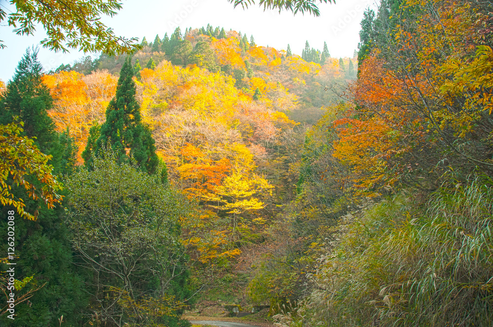 西日本の山、秋の黄葉・紅葉