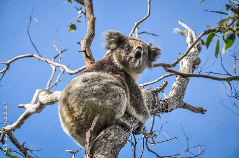 Fototapeta premium Koala