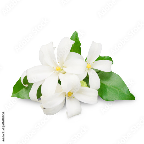 Tablou canvas Jasmine flower isolated on white