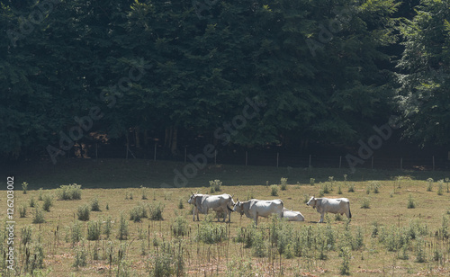 Cow and pastures Irpinia. Italian Apennines. Campania. South Ita photo