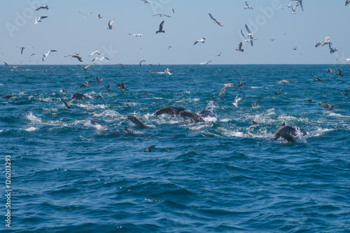 Photography Sealions jumping amidst feeding frenzy in Pacific of California coast