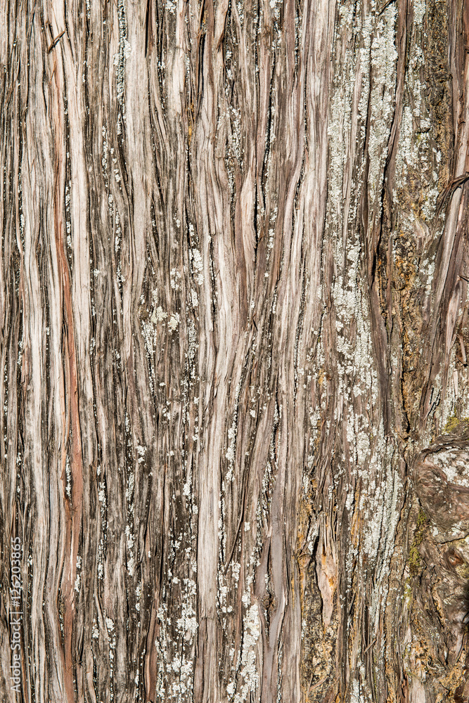 Obraz premium Wooden Texture