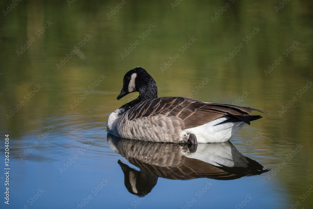 Obraz premium Canada Goose swimming in blue pond in California with mirror image