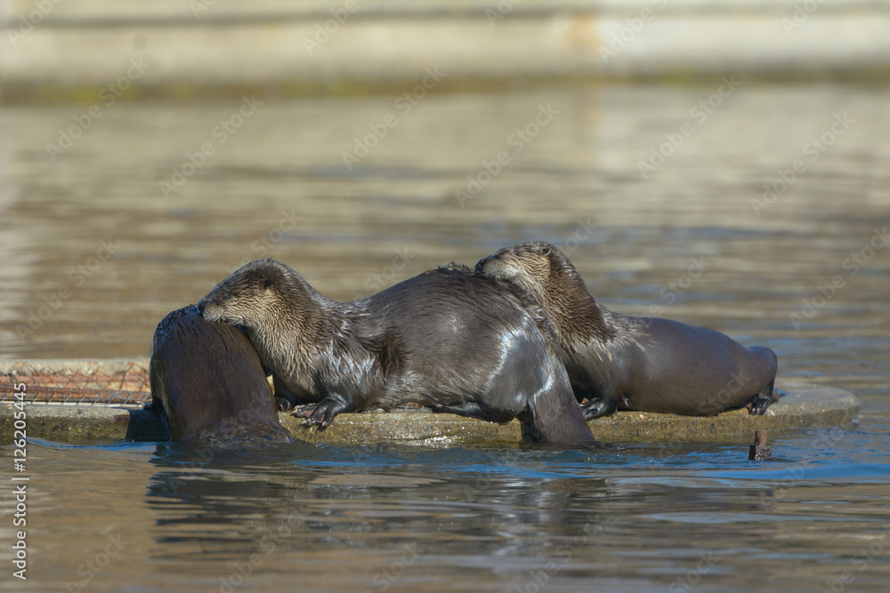 Fototapeta premium Family of Riverotters showing affection to each other on top of grate in pond