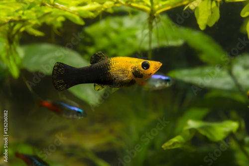 Aquarium fish Molla black and yellow.