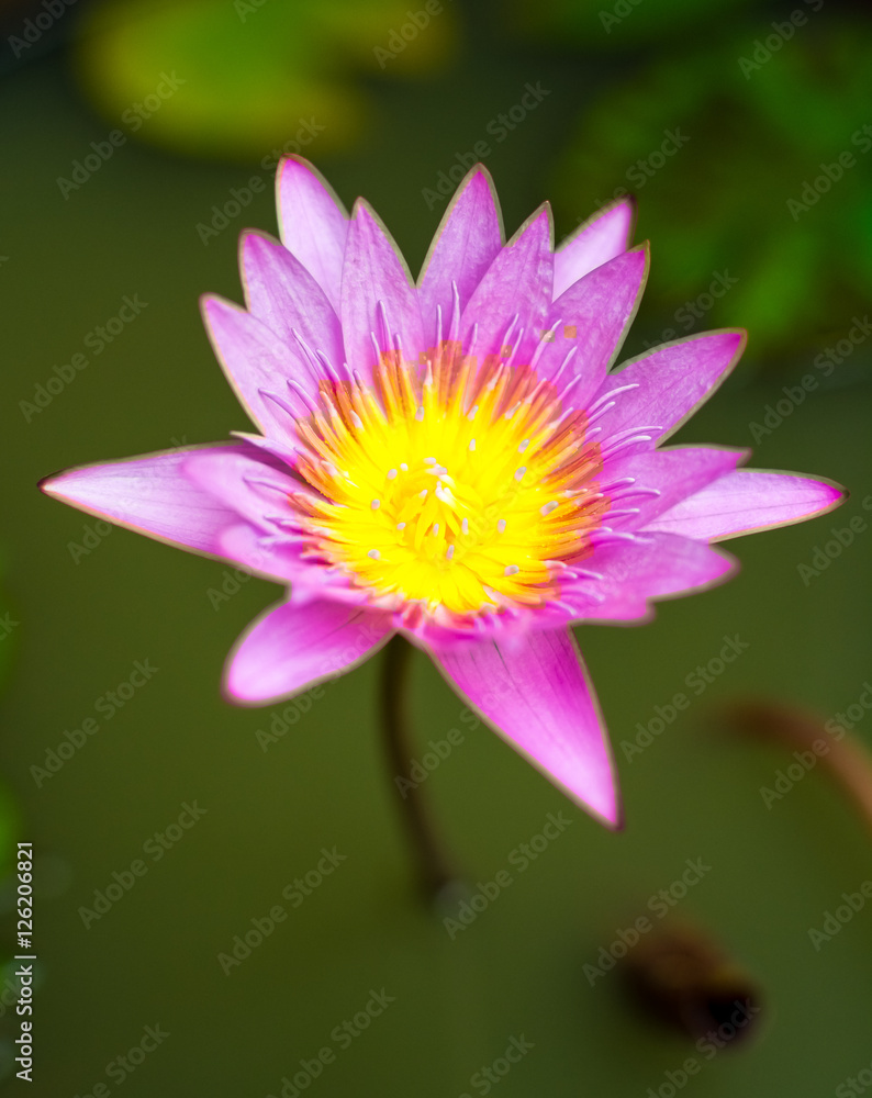 Purple lotus flower in pond, The beautiful lotus blossom Purple lotus flower in pond, The beautiful lotus blossom