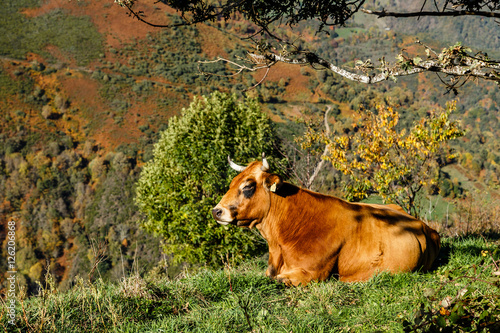Bild auf Leinwand Cow in the meadows of the Leitariegos valley in Asturias, Spain