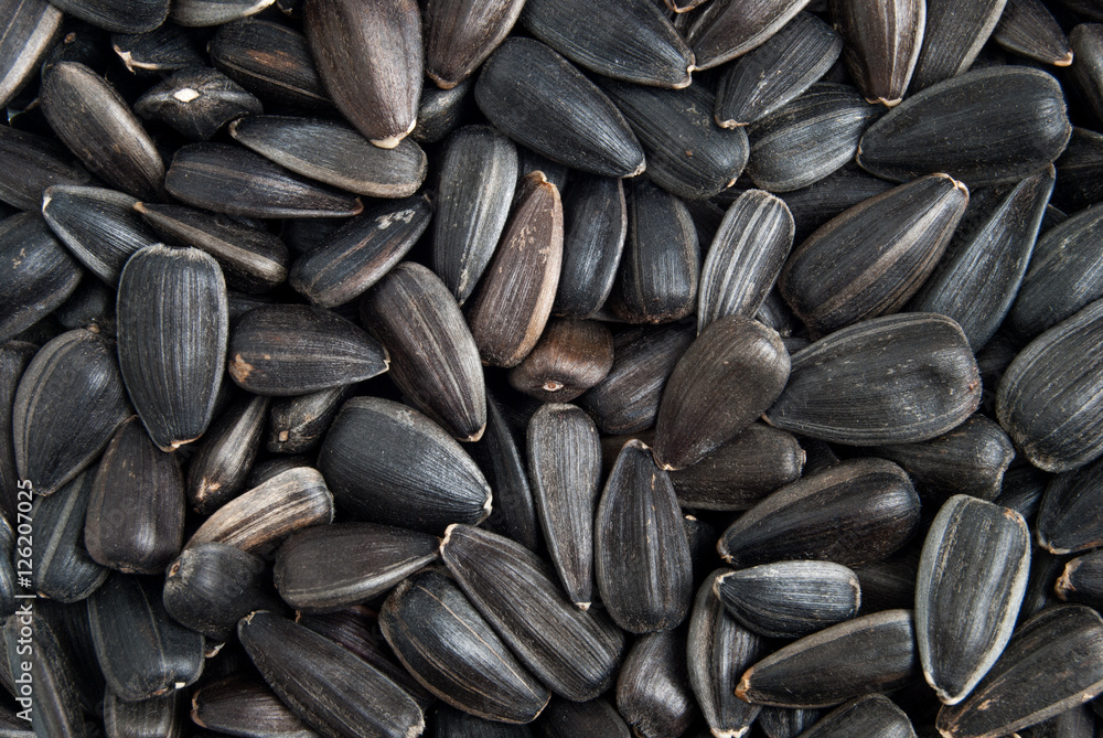 Sunflower seeds macro background Sunflower seeds macro background