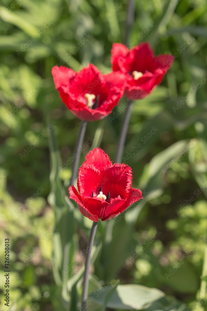 three red tulip