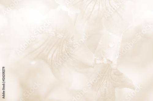 Sweet flower close up can be used for background, unfocused