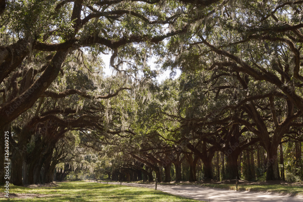 oak trees and Spanish moss in South Carolina oak trees and Spanish moss in South Carolina