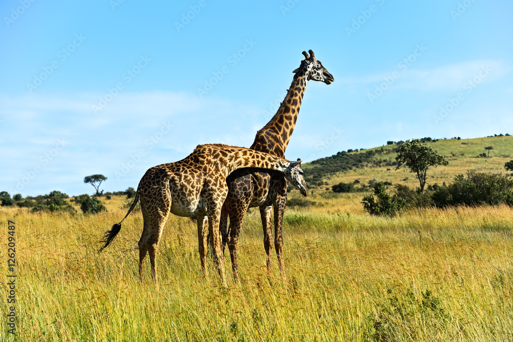 African Giraffes in the savannah African Giraffes in the savannah