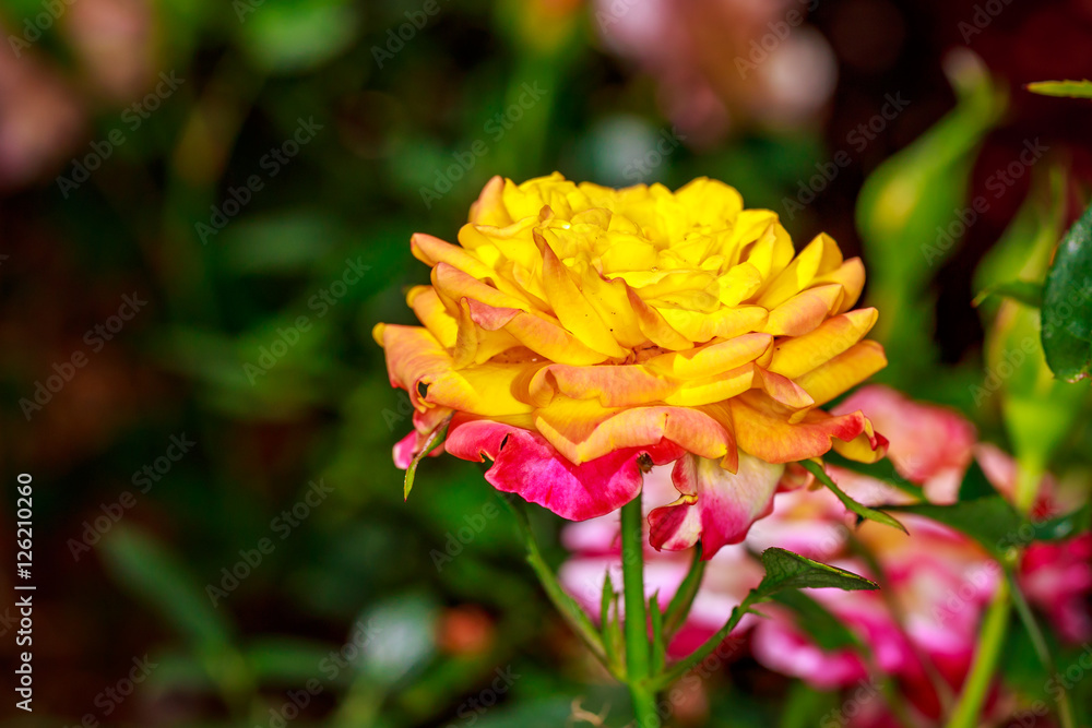 Beautiful Rose in Full Blossom Beautiful Rose in Full Blossom