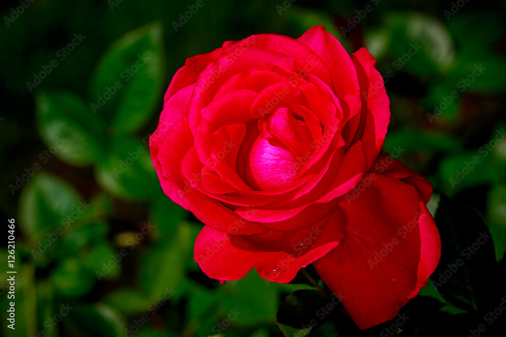 Beautiful Rose in Full Blossom Beautiful Rose in Full Blossom