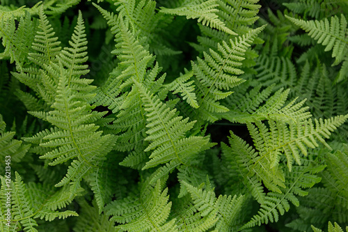 Rich green fern closeup. Floral background.