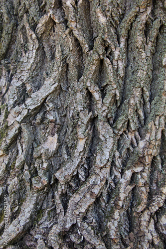 Old Wood Tree Texture Background