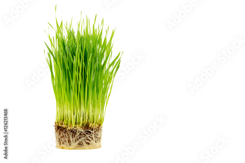Tableau sur toile Sprout wheatgrass with root isolated on white background