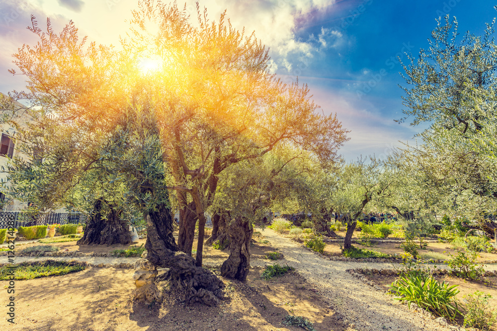 Fototapeta premium Ogród Oliwny Getsemani, położony u podnóża ul