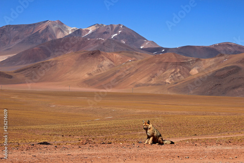 Andean fox, lycalopex culpaeus, also known as culpeo, zorro culpeo or andean wolf. Near Paso Sico, Atacama desert, Chile photo