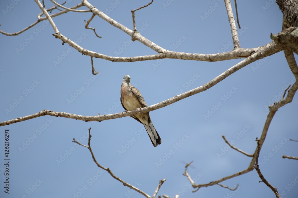 close up small bird on branch tree close up small bird on branch tree