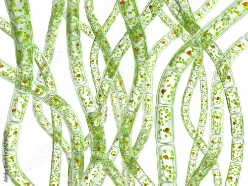 Microorganism Algae. 3d image. Isolated on white. photo