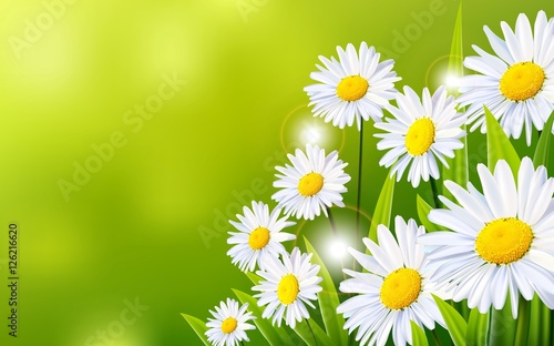 Fototapeta Naklejka Na Ścianę i Meble -  White daisy flowers with green background