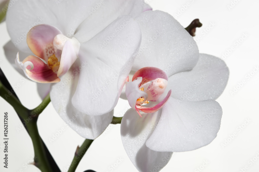 Orchid branch Orchid branch