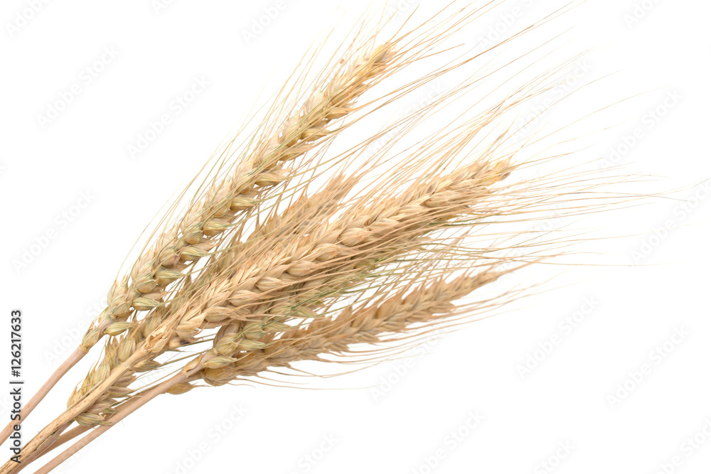 ears of wheat on a white background ears of wheat on a white background