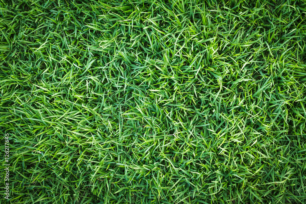 Green grass texture or Green grass background. Top view of natural green grass for golf course and soccer field. Abstract natural green grass. Green grass texture or Green grass background. Top view of natural green grass for golf course and soccer field. Abstract natural green grass.