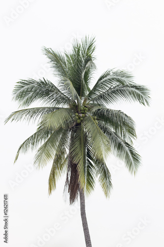 Three coconut palm trees isolated on white background