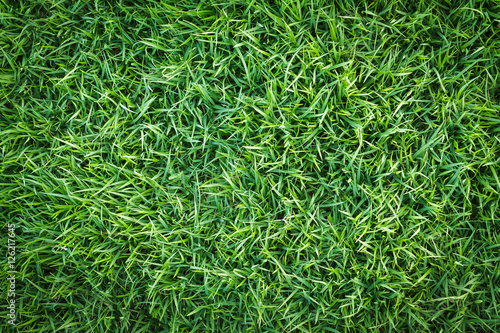 Green grass texture or Green grass background. Top view of natural green grass for golf course and soccer field. Abstract natural green grass.