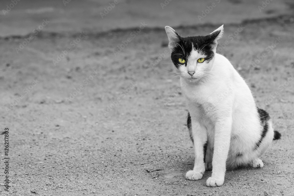Thai cat yellow eye portrait. Black and white tabby cat on cement floor. Cat looking to the front. Thai cat yellow eye portrait. Black and white tabby cat on cement floor. Cat looking to the front.