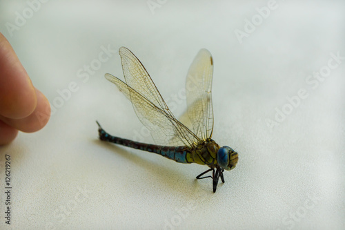 Hairy dragonfly Brachytron pratense photo