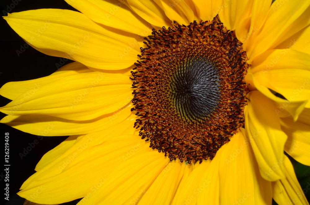 Girasole 01 Girasole 01