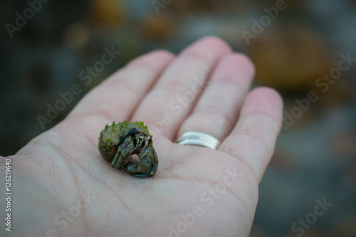 Hermit crab in a person's hand peeking out of its shell.