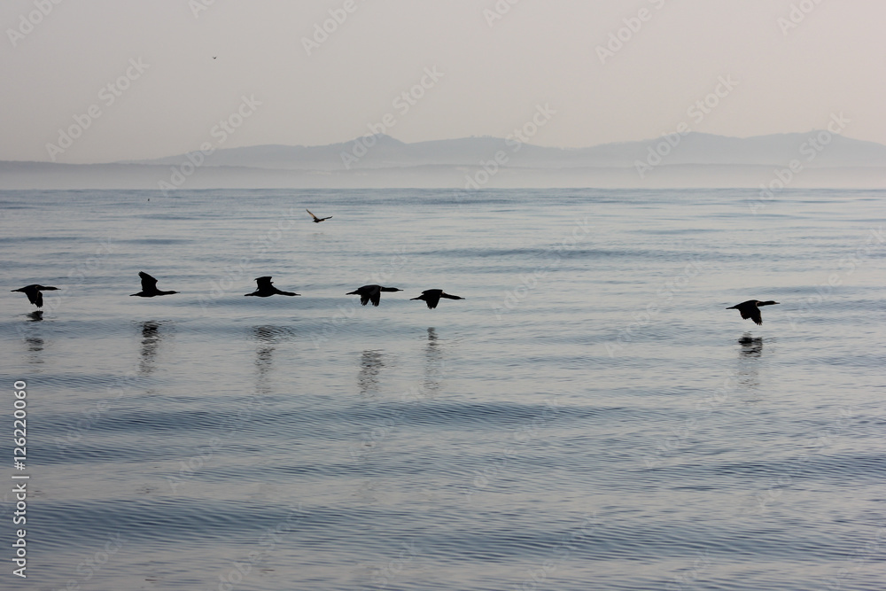 Silhouettes of a flock of Cormorants flying low over the sea.